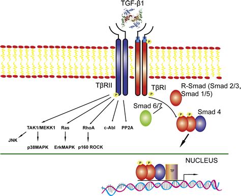 TGF beta receptor .